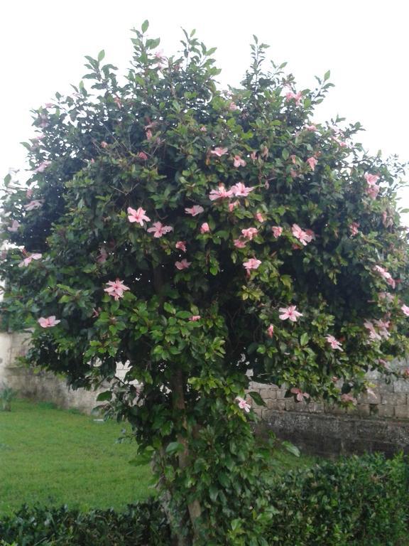La Casa Delle Farfalle Bed and Breakfast Συρακούσες Εξωτερικό φωτογραφία